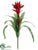Bromeliad Plant - Red - Pack of 12