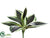 Mini Bromeliad Plant - Variegated - Pack of 24