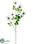 Clematis Seed Spray - Green - Pack of 8