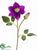 Clematis Spray - Violet - Pack of 12