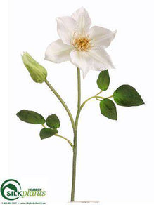 Clematis Spray - White - Pack of 12