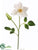 Clematis Spray - White - Pack of 12