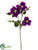 Clematis Spray - Violet - Pack of 12