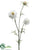 Scabiosa Spray - Cream - Pack of 12