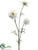 Scabiosa Spray - Cream - Pack of 12