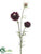 Scabiosa Spray - Eggplant - Pack of 12