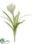 Crocus Spray - White Cream - Pack of 12