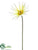 Japanese Fringe Gerbera Daisy Spray - Cream Green - Pack of 12