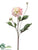 Dahlia Spray - Pink Cream - Pack of 12