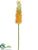 Eremurus Spray - Yellow - Pack of 12