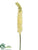 Eremurus Spray - Cream - Pack of 12