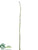 Equisetum Horsetail Branch - Green - Pack of 12