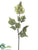 Flame Tree Flower Spray - Cream Green - Pack of 12