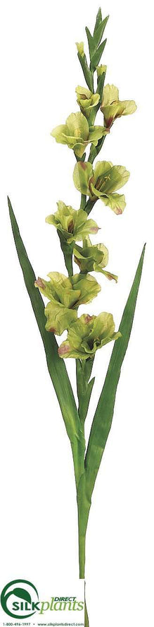 Gladiolus Spray - Green Burgundy - Pack of 6