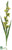 Gladiolus Spray - Green Burgundy - Pack of 6