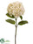 Hydrangea Spray - Cream - Pack of 6