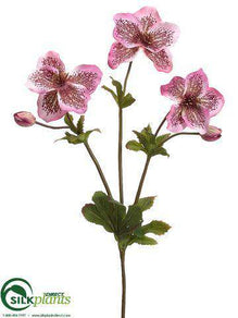 Helleborus Spray - Mauve Cerise - Pack of 12