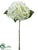 Hydrangea Spray - Cream - Pack of 12