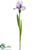 Bearded Iris Spray - Lavender - Pack of 6
