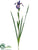 Flag Iris Spray - Purple Dark - Pack of 12