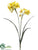 Jonquil Spray - Yellow Gold - Pack of 12