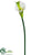 Calla Lily Spray - White Green - Pack of 12