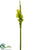 Giant Calla Lily Spray - Green - Pack of 6