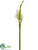 Giant Calla Lily Spray - White Green - Pack of 6