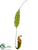 Bottle Nepenthes Spray - Green - Pack of 6