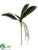 Phalaenopsis Leaf Plant - Green - Pack of 12