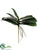 Phalaenopsis Leaf Plant - Green - Pack of 12