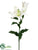 Oriental Lily Spray - Cream - Pack of 12