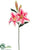 Casablanca Lily Spray - Cerise Pink - Pack of 12