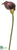 Giant Calla Lily Spray - Plum - Pack of 8