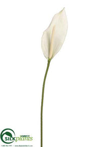 Peace Lily Spray - Cream - Pack of 12