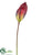 Peace Lily Spray - Plum Green - Pack of 12