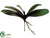 Phalaenopsis Orchid Leaf Plant - Green Burgundy - Pack of 12