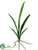 Cymbidium Leaf Plant - Green - Pack of 12