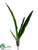 Tulip Leaf Plant - Green - Pack of 12