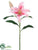 Casablanca Lily Spray - Pink - Pack of 12