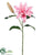 Casablanca Lily Spray - Pink - Pack of 12
