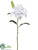 Casablanca Lily Spray - White - Pack of 12