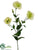 Lisianthus Spray - Green - Pack of 12