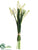 Muscari Bundle - Cream - Pack of 12