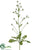 Milkweed Plant - Green - Pack of 6