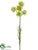 Nigella Spray - Green - Pack of 12