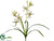 Cymbidium Orchid Plant - Cream Green - Pack of 12