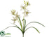 Silk Plants Direct Cymbidium Orchid Plant - Cream Green - Pack of 12