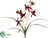 Cymbidium Orchid Plant - Crimson Burgundy - Pack of 12
