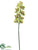 Cymbidium Orchid Spray - Lime Green - Pack of 4